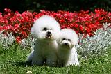 BICHON FRISE 636